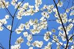 Dogwood